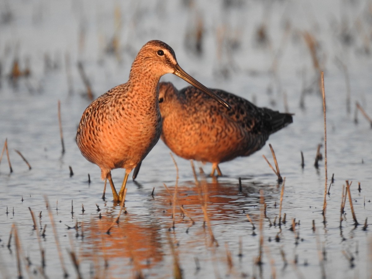 Long-billed Dowitcher - Frank Fabbro