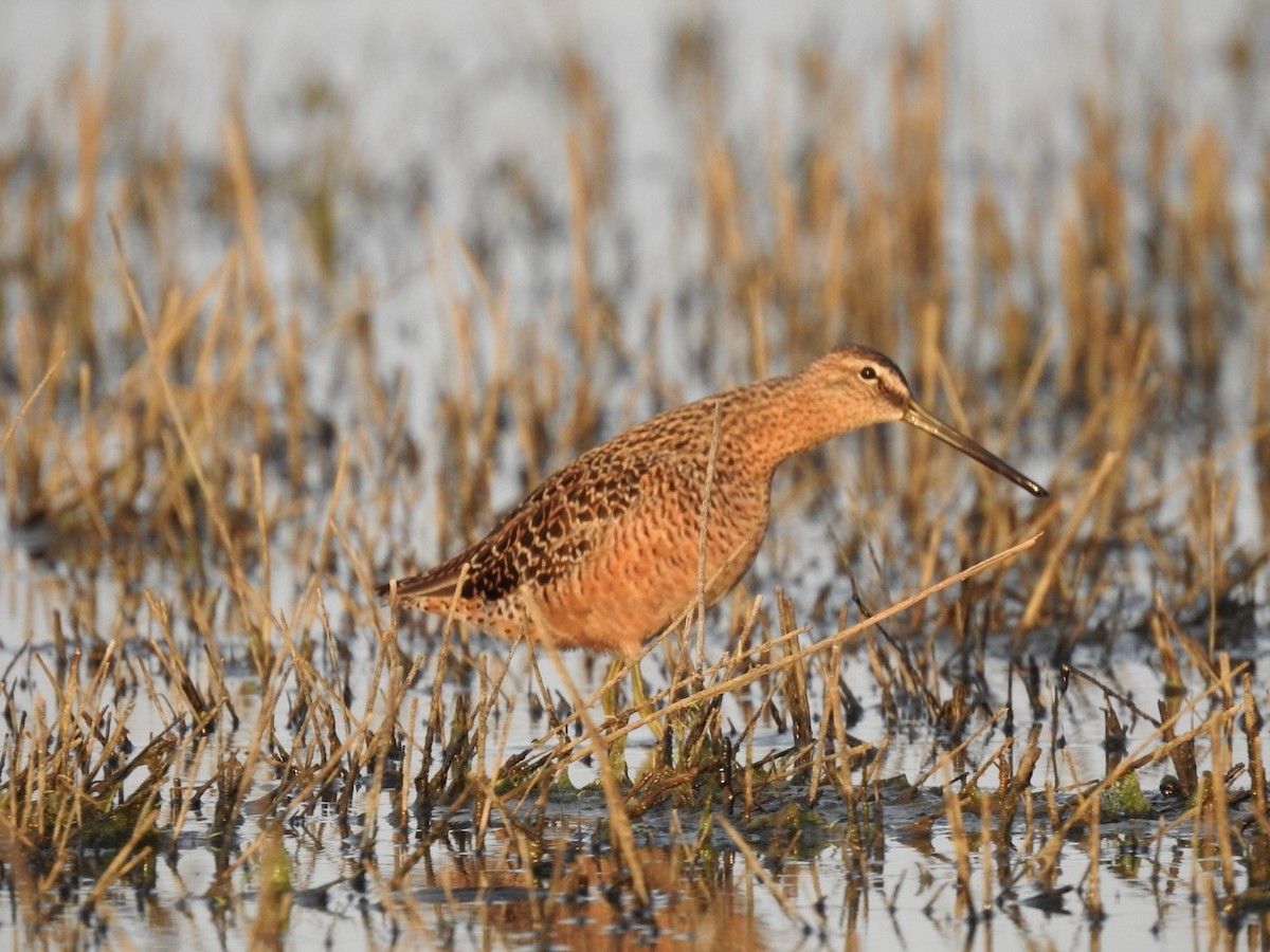 Long-billed Dowitcher - ML617864924