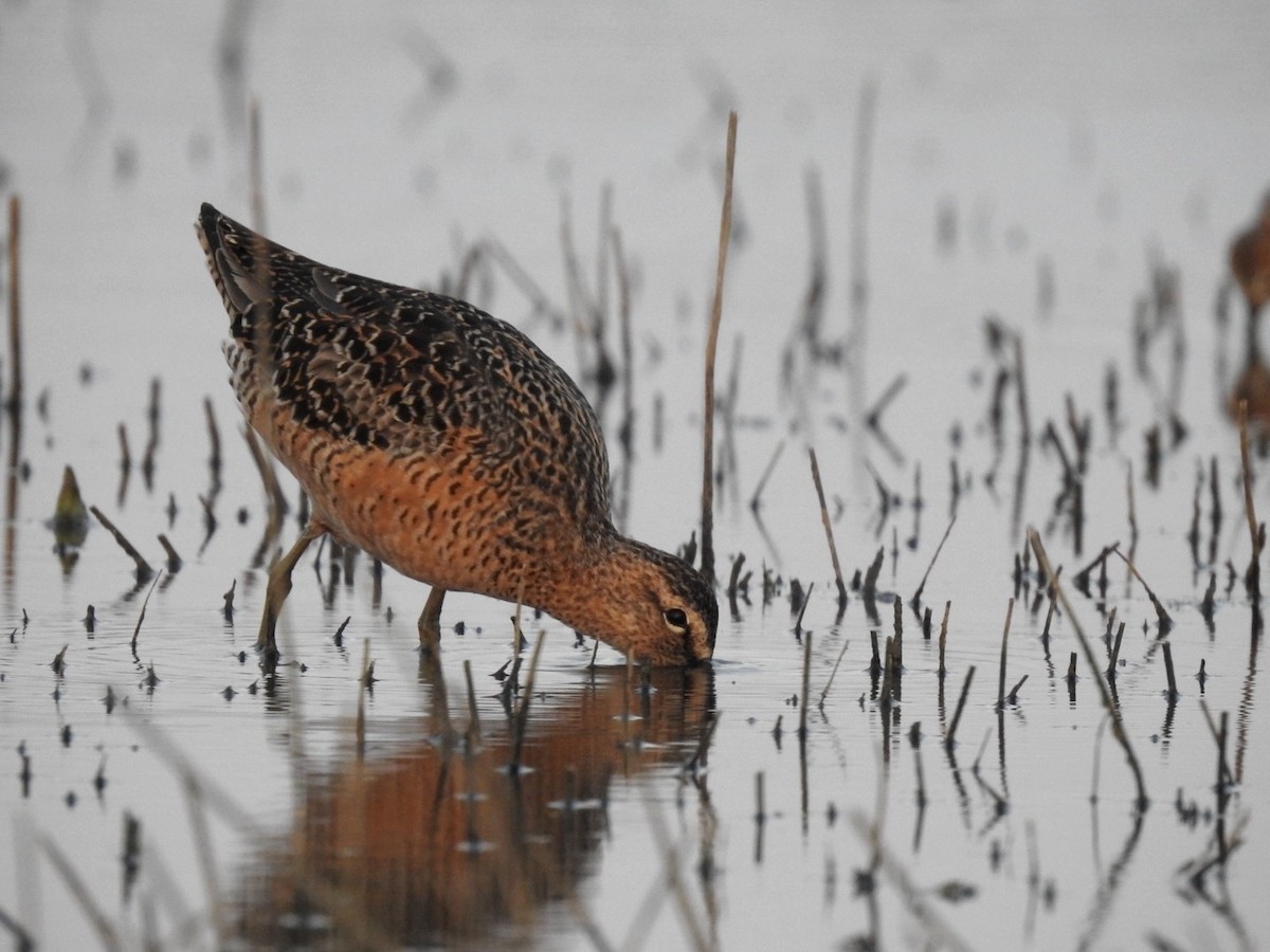 Long-billed Dowitcher - ML617864925