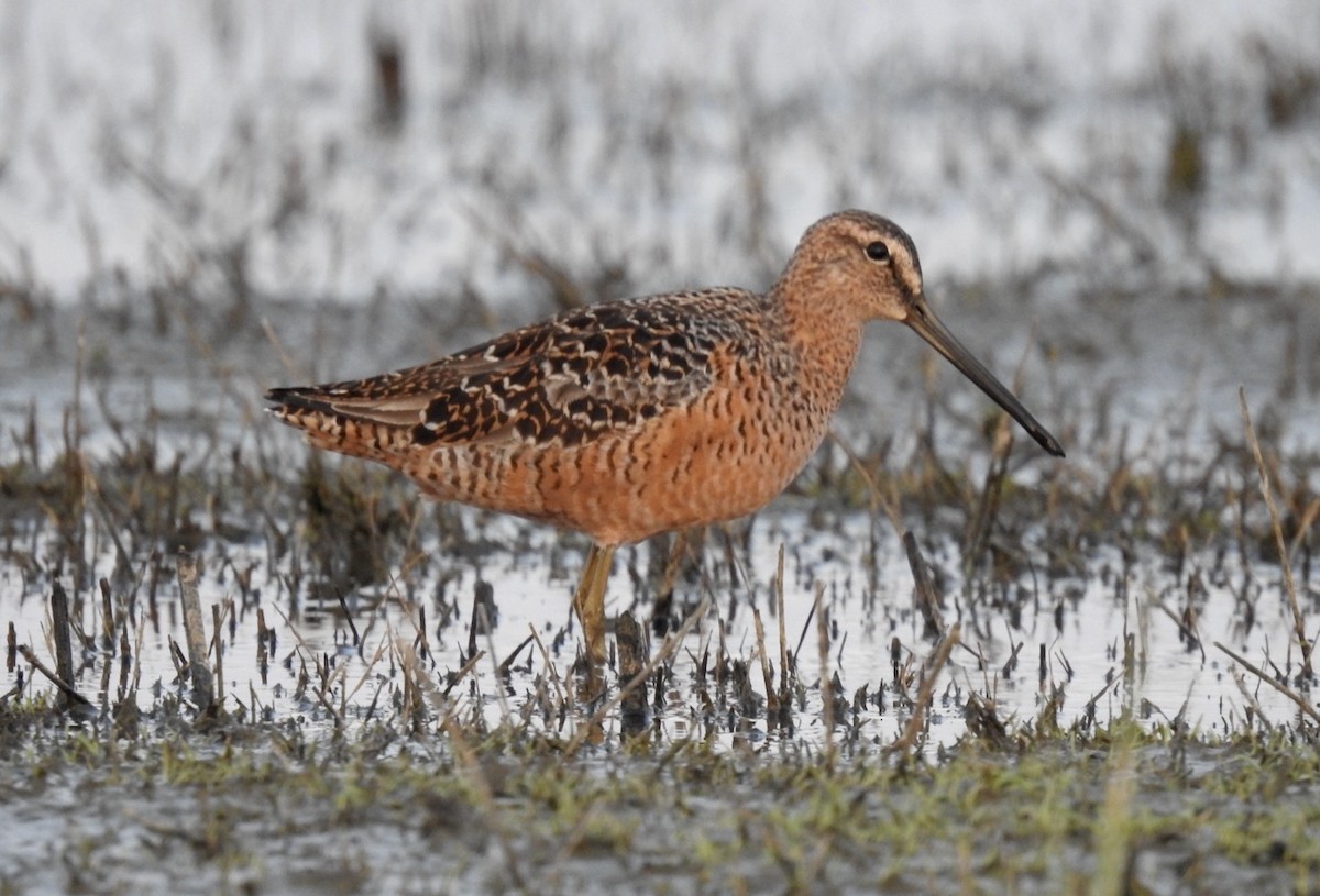 Long-billed Dowitcher - ML617864926