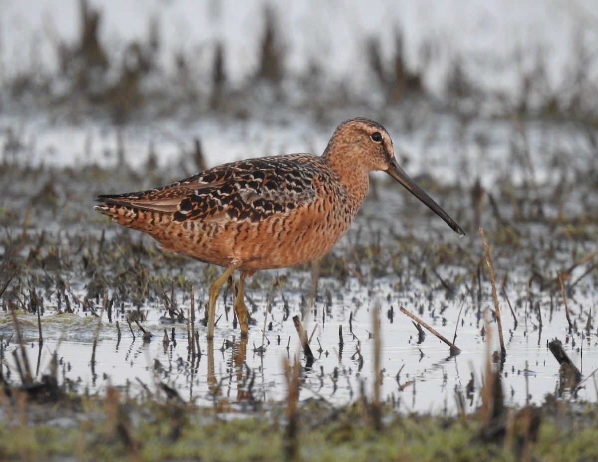 Long-billed Dowitcher - Frank Fabbro