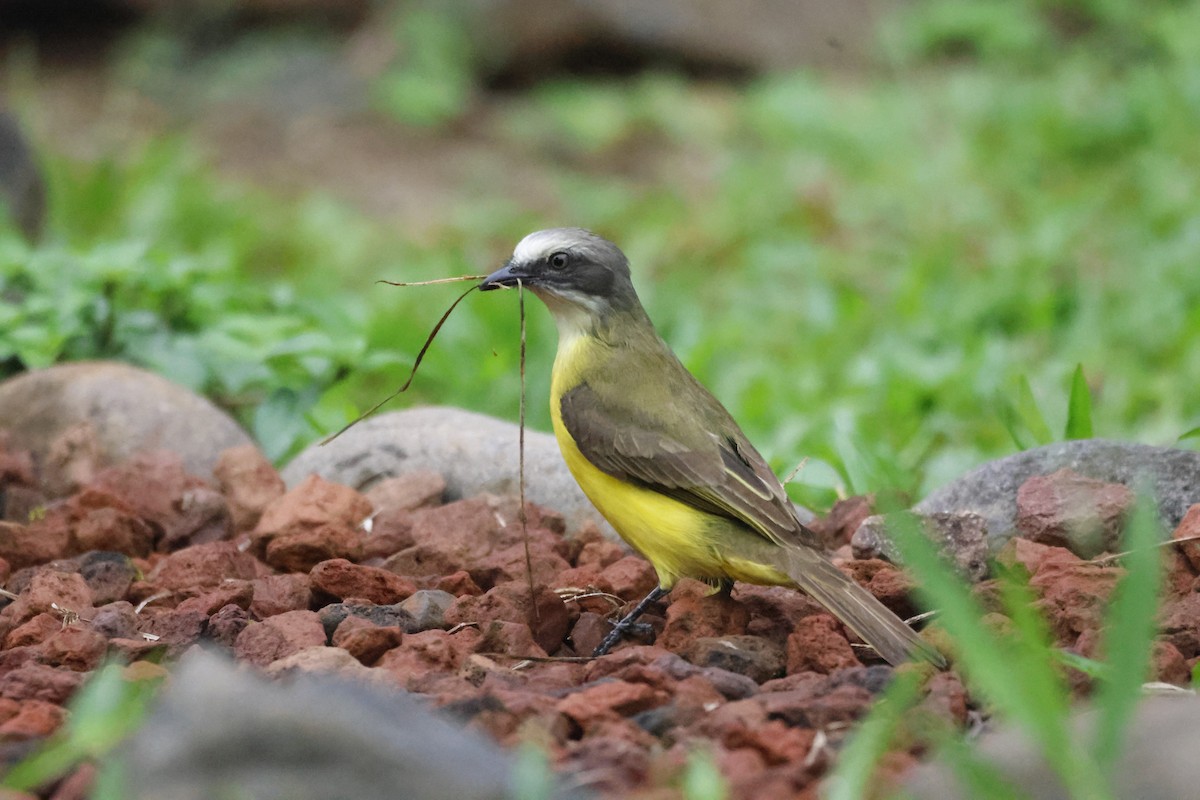Gray-capped Flycatcher - Gareth Bowes