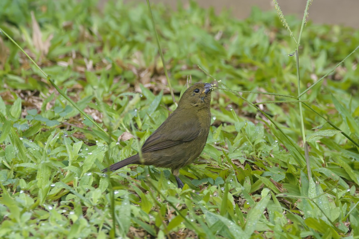Variable Seedeater - ML617864965