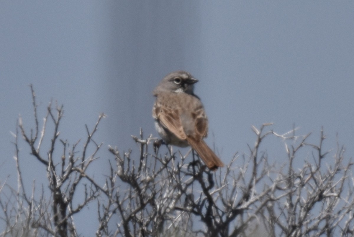 Bell's Sparrow (canescens) - ML617864978