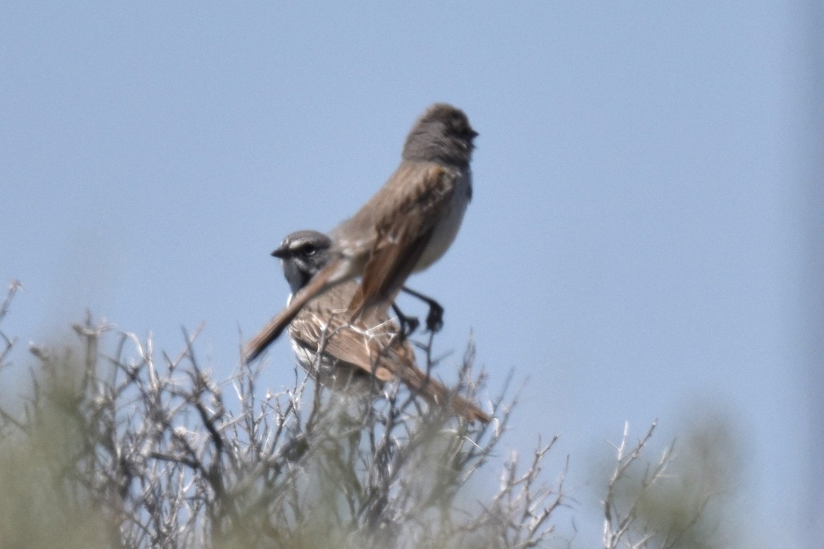 Bell's Sparrow (canescens) - ML617864979