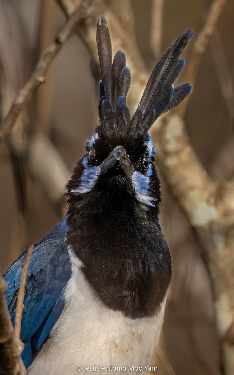 Black-throated Magpie-Jay - ML617864981