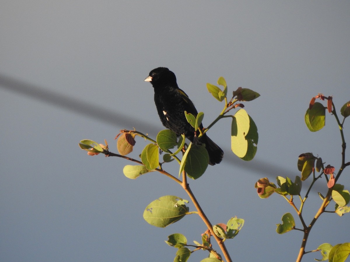 Fan-tailed Widowbird - Alastair Newton