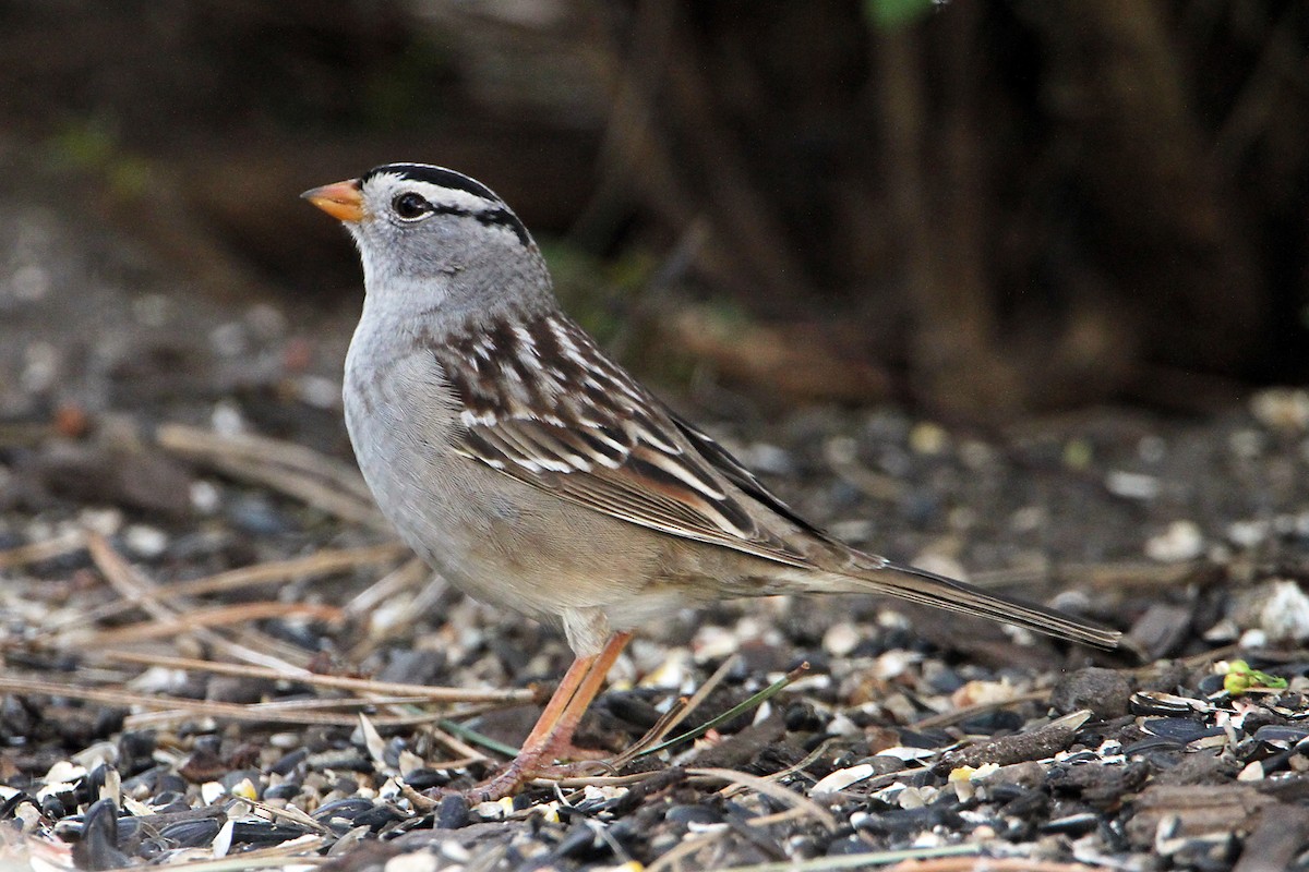 White-crowned Sparrow (Gambel's) - ML617865019