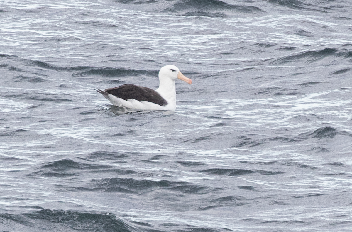 albatros černobrvý - ML617865131