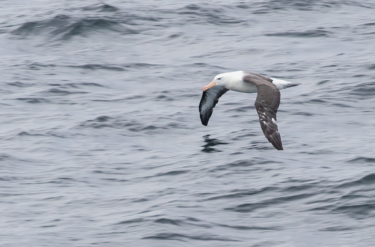 albatros černobrvý - ML617865132