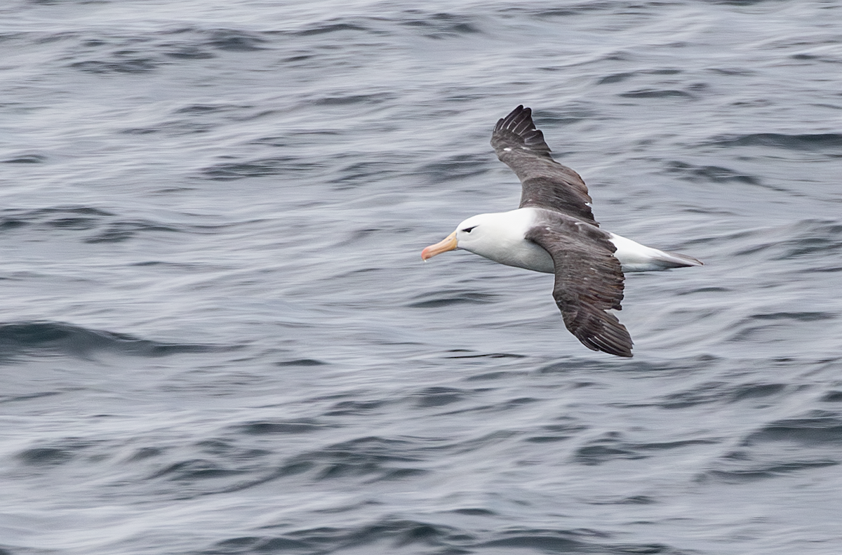 albatros černobrvý - ML617865133
