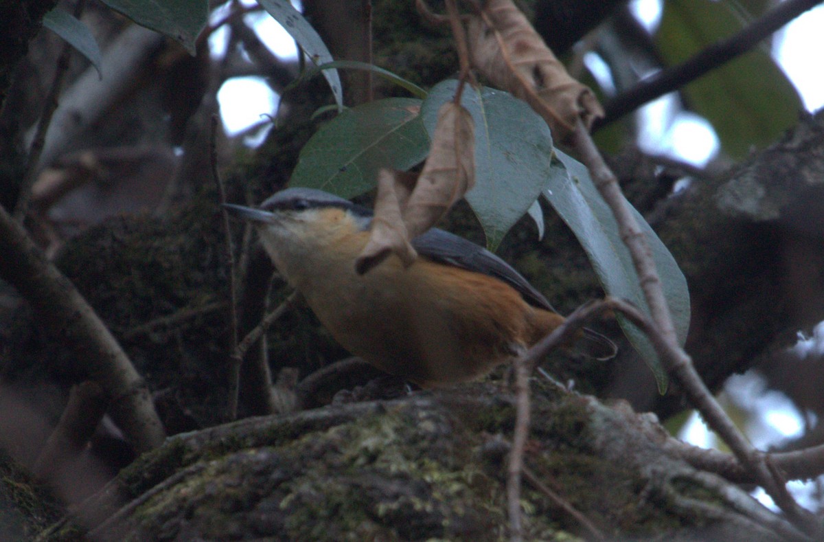 White-tailed Nuthatch - ML617865188