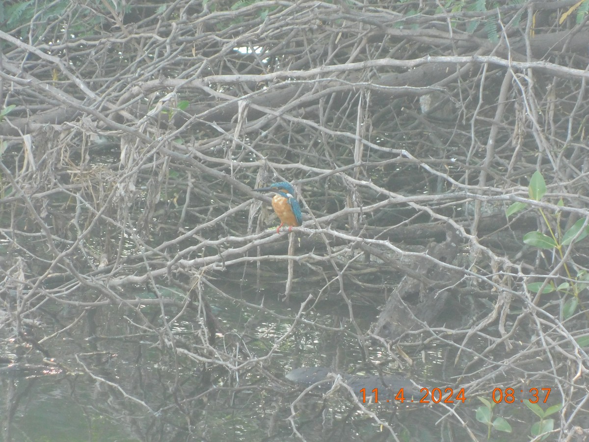 Common Kingfisher - ML617865280