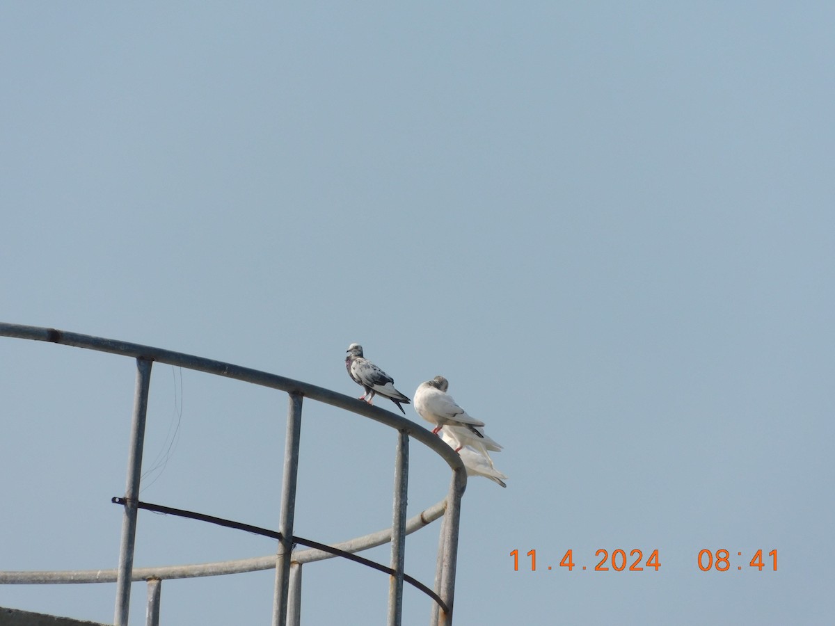 Rock Pigeon (Feral Pigeon) - ML617865285