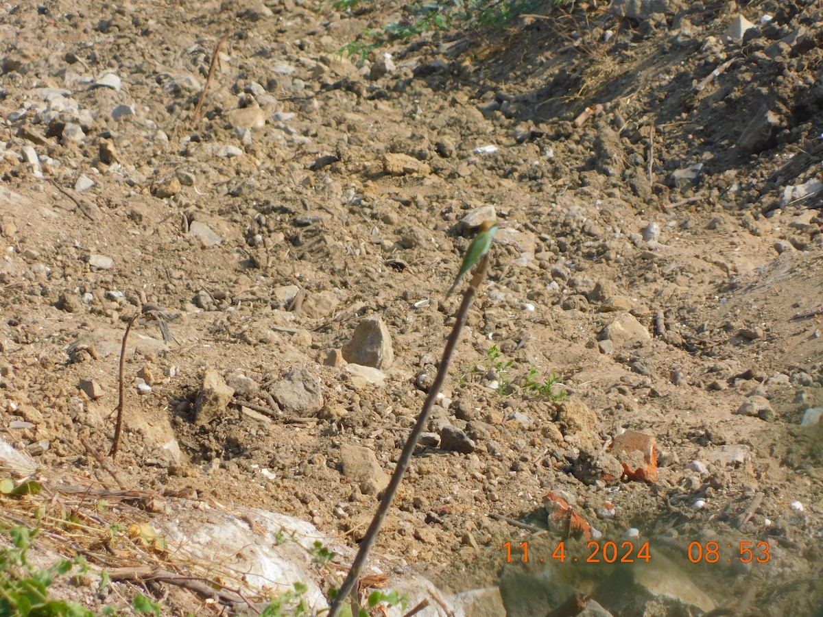 Asian Green Bee-eater - ML617865290