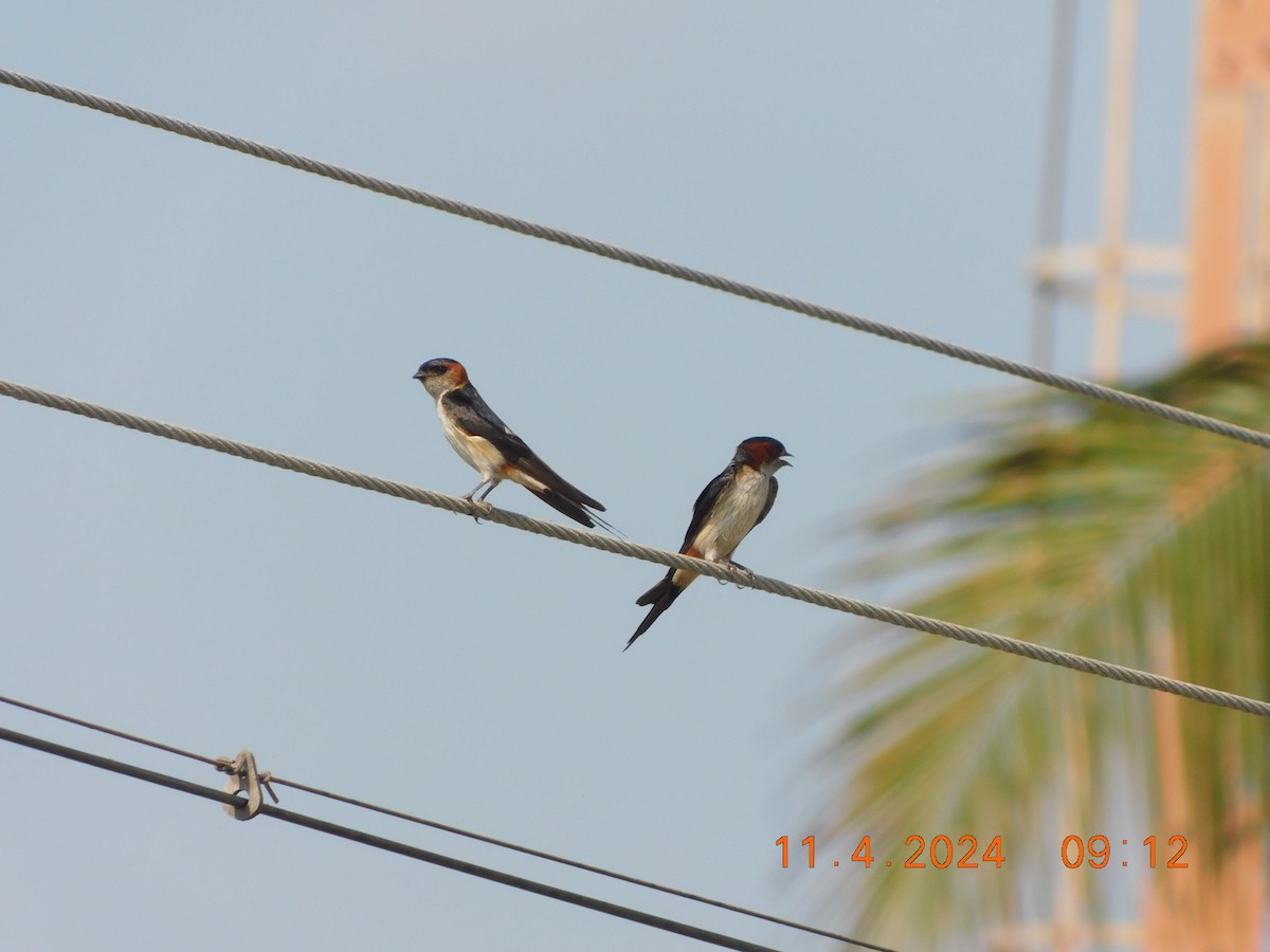 Red-rumped Swallow - ML617865308