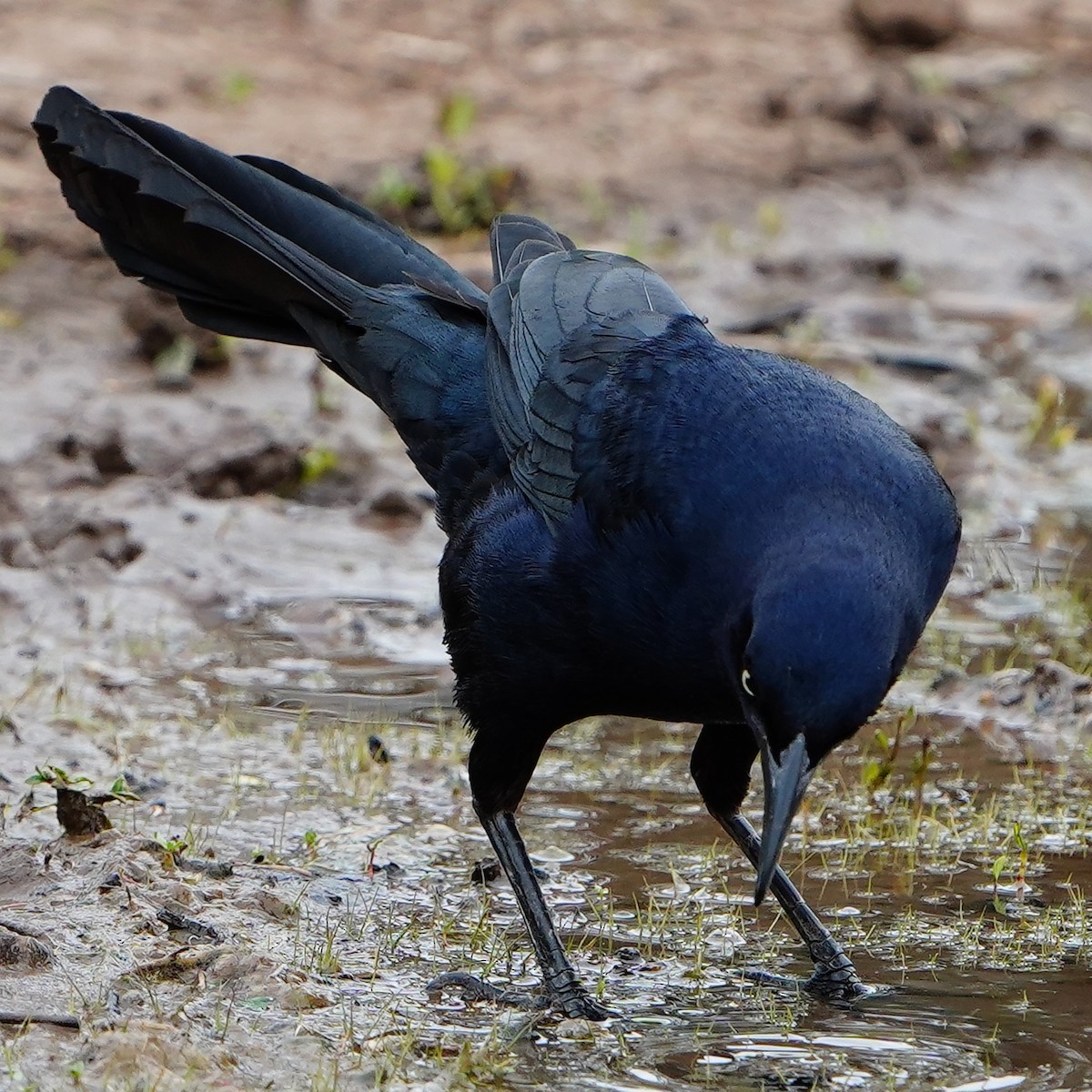 Great-tailed Grackle - ML617865313