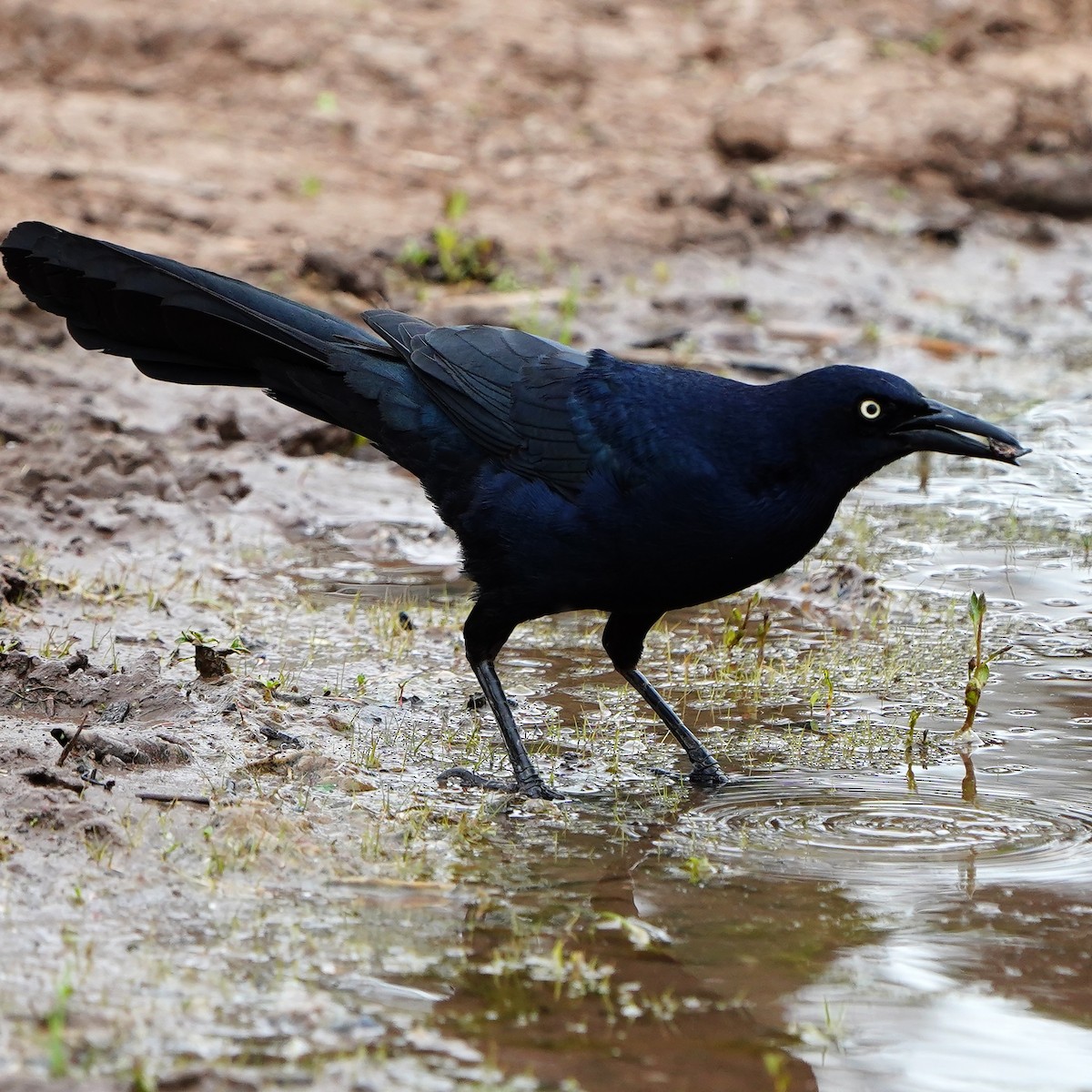 Great-tailed Grackle - mang mike