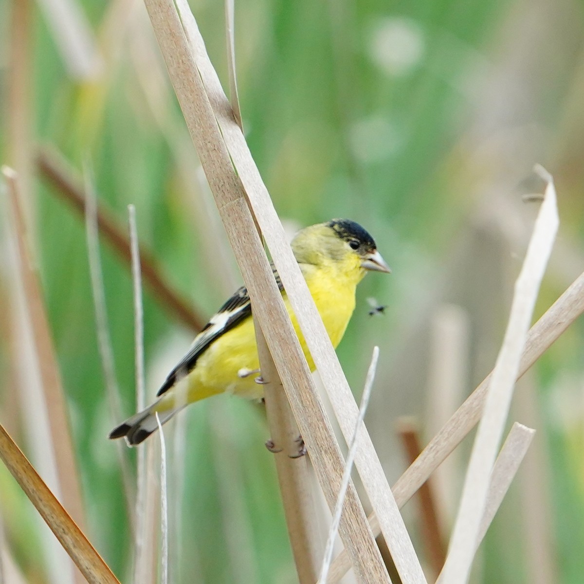 Lesser Goldfinch - mang mike