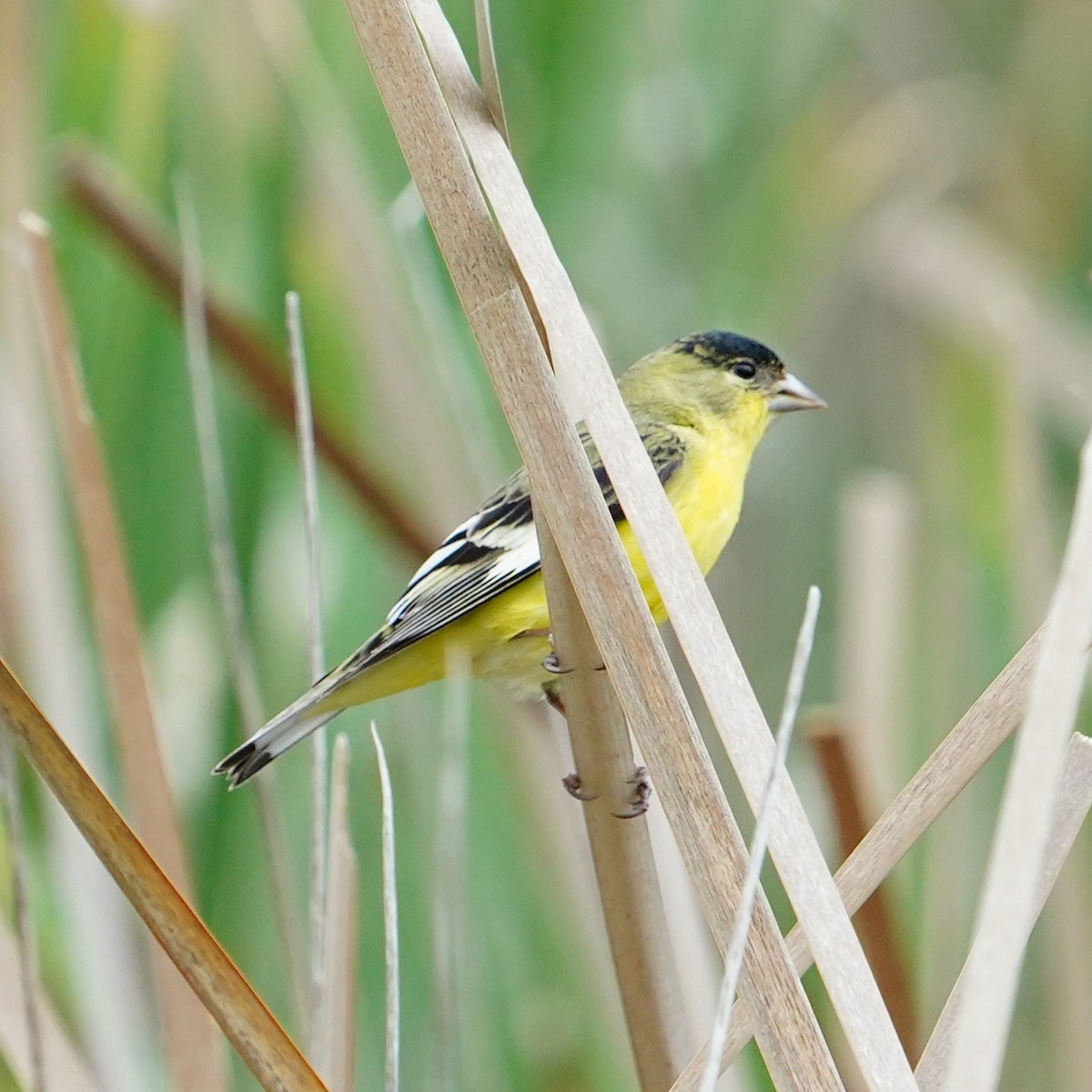 Lesser Goldfinch - mang mike