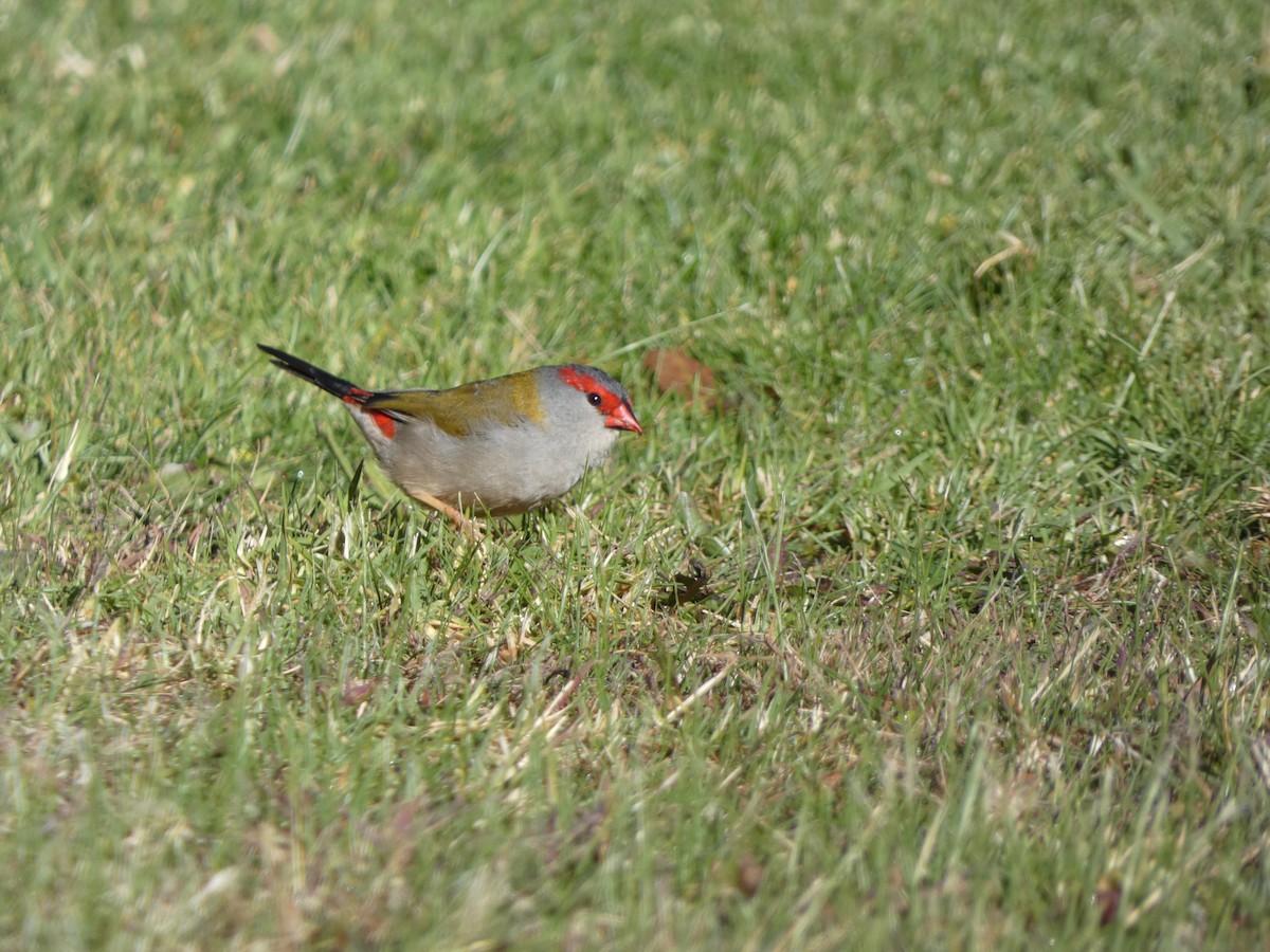 Red-browed Firetail - ML617865327