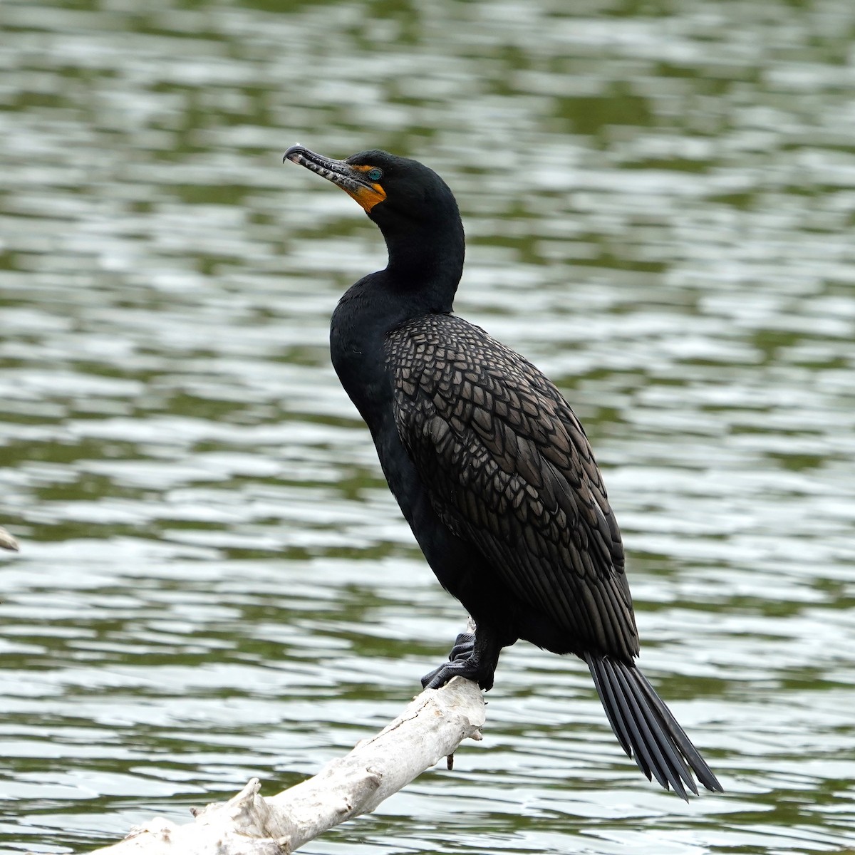Double-crested Cormorant - mang mike