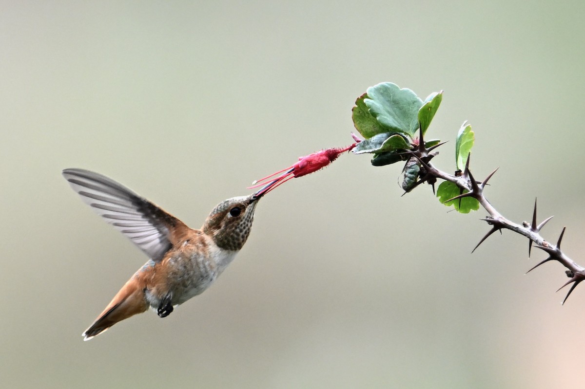 Allen's Hummingbird - John Dumlao