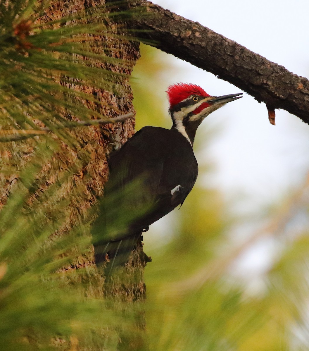 Pileated Woodpecker - Rob Lowry