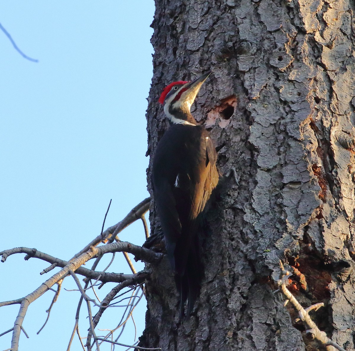 Pileated Woodpecker - ML617865354