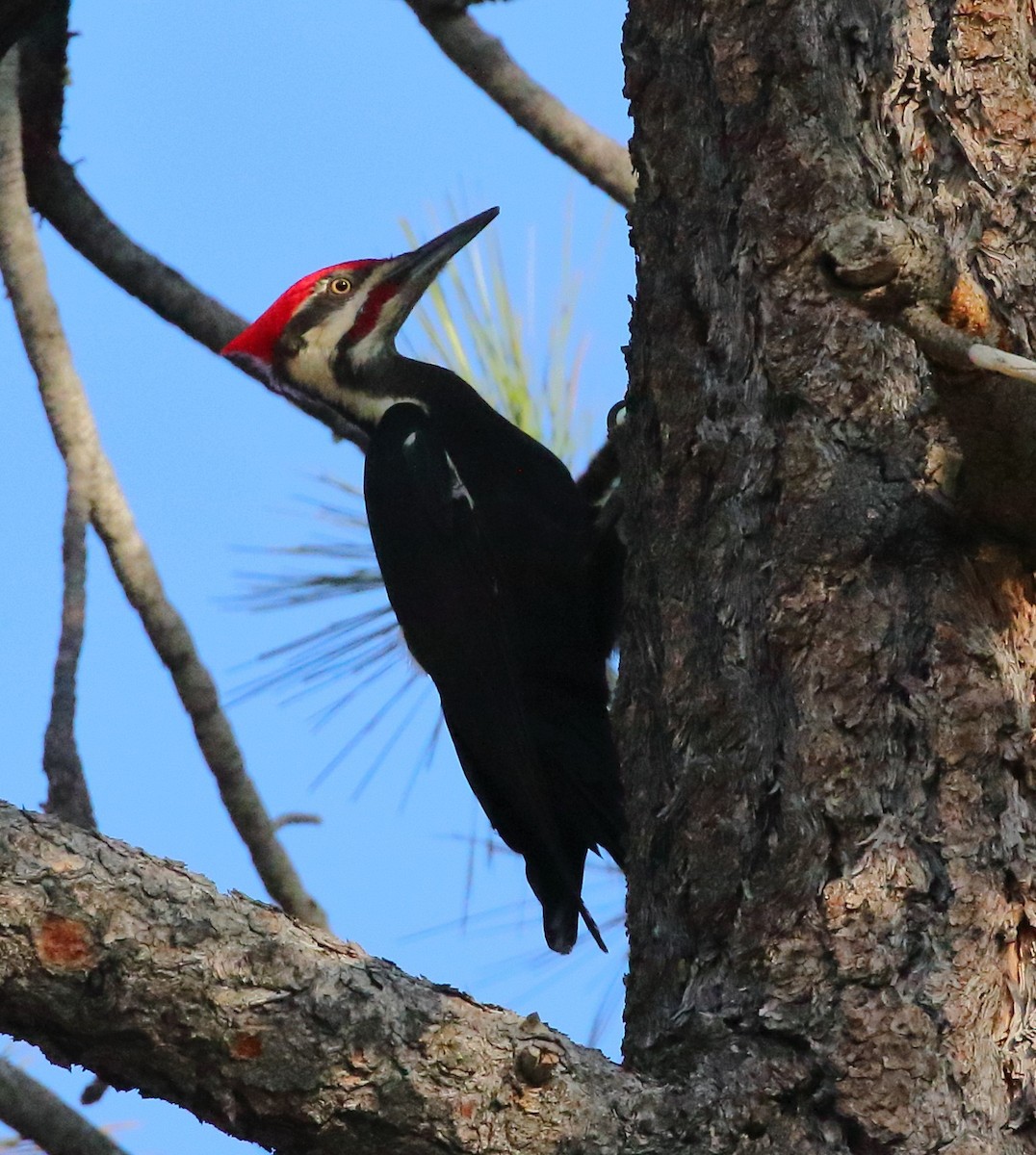 Pileated Woodpecker - ML617865355