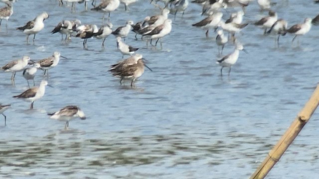 Long-billed Dowitcher - ML617865384