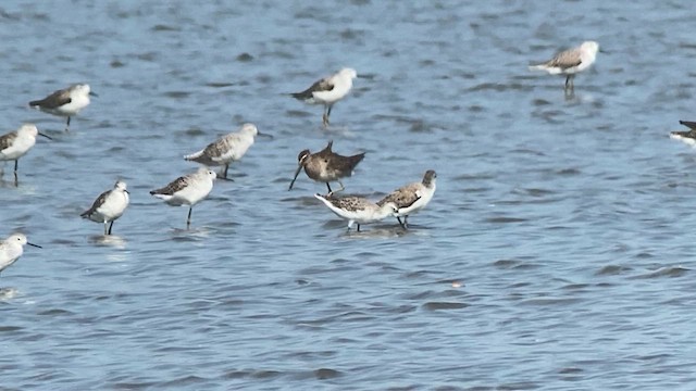 Long-billed Dowitcher - ML617865387