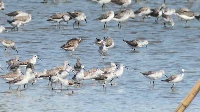Long-billed Dowitcher - ML617865388