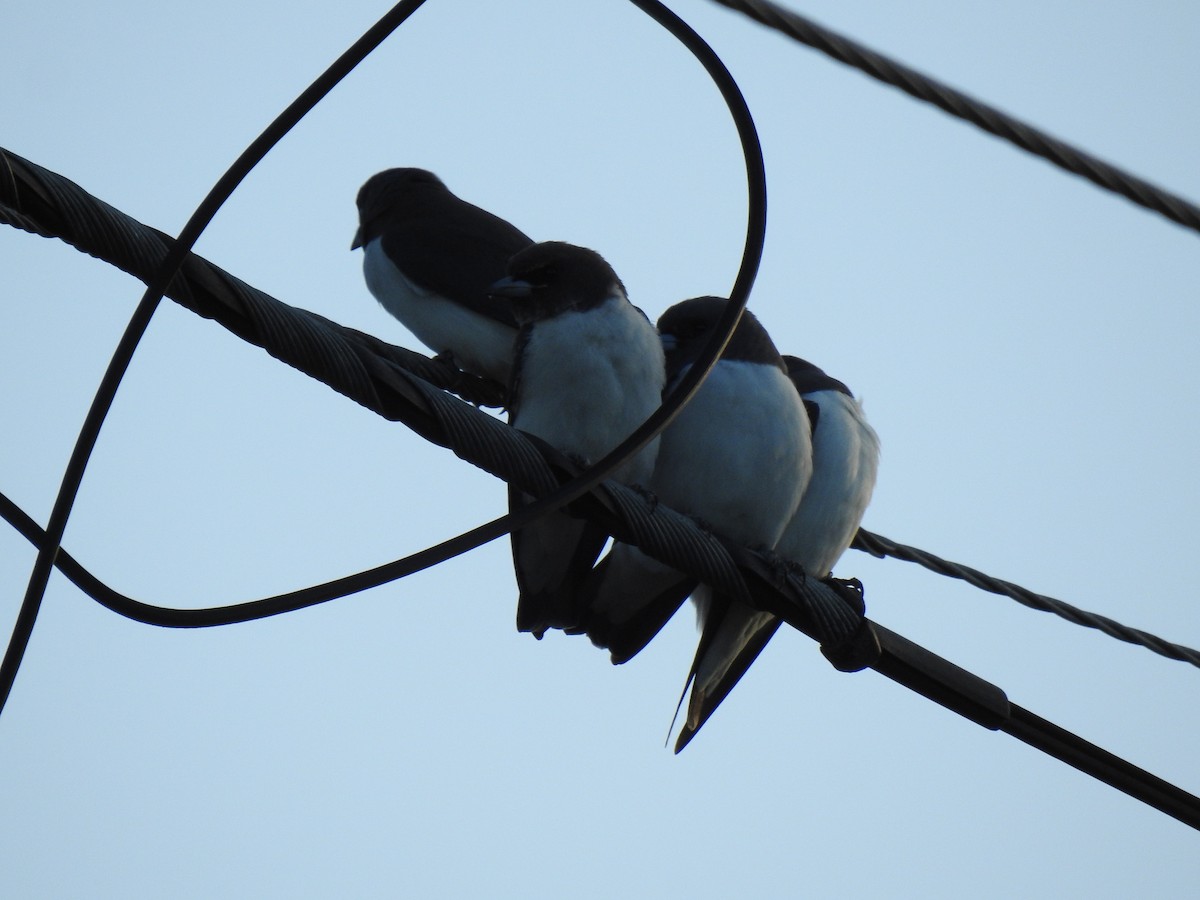 White-breasted Woodswallow - ML617865401