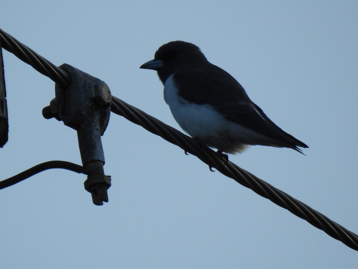 White-breasted Woodswallow - ML617865402