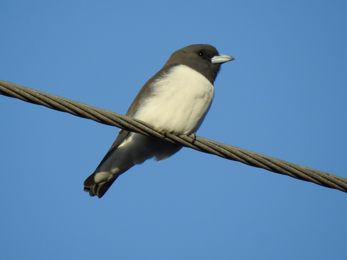 White-breasted Woodswallow - ML617865406