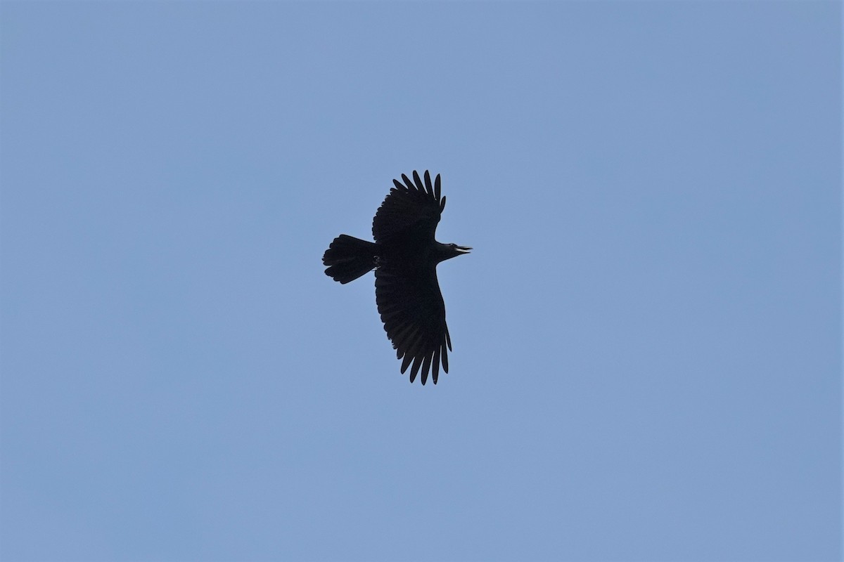 Large-billed Crow (Large-billed) - ML617865425