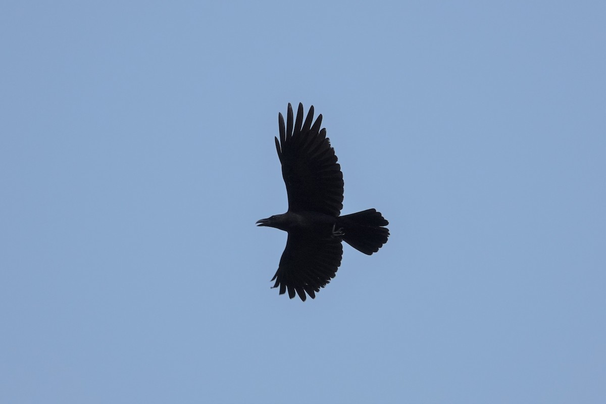 Large-billed Crow (Large-billed) - ML617865426