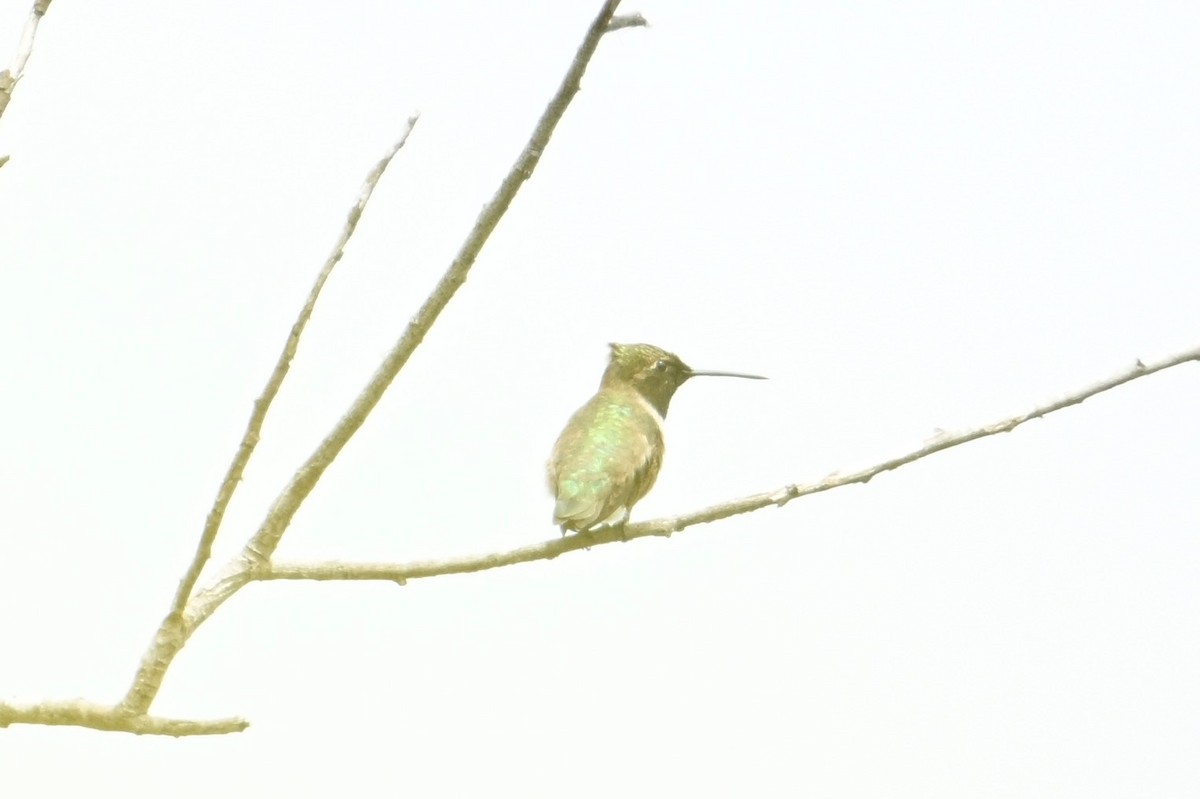 Black-chinned Hummingbird - ML617865446