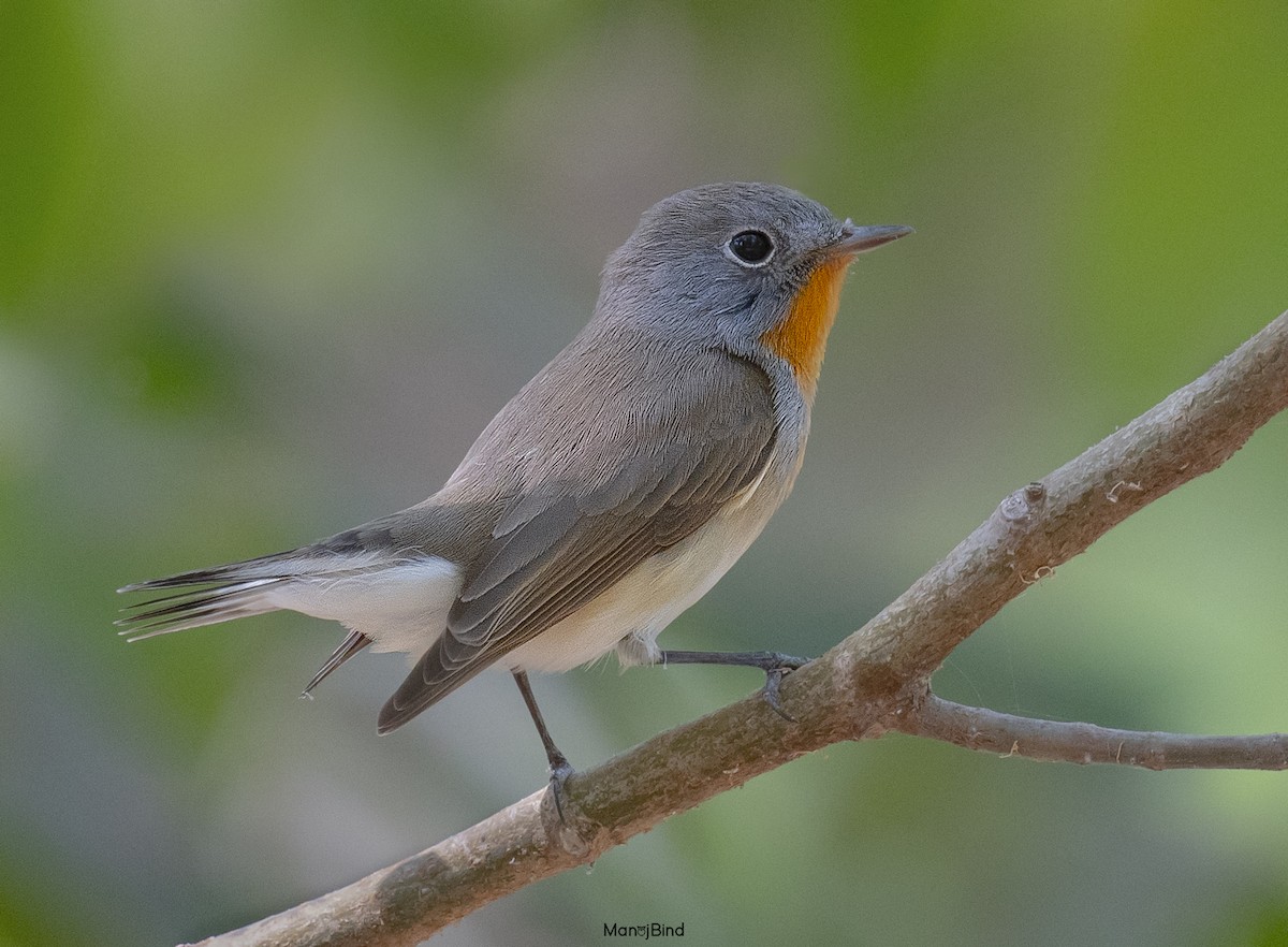 Red-breasted Flycatcher - ML617865480
