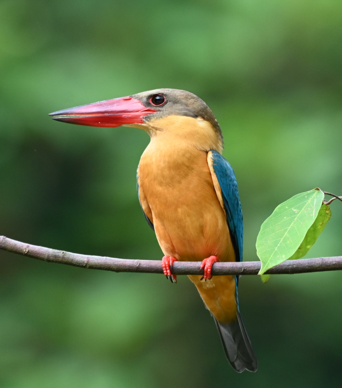 Stork-billed Kingfisher - Rainier Tee