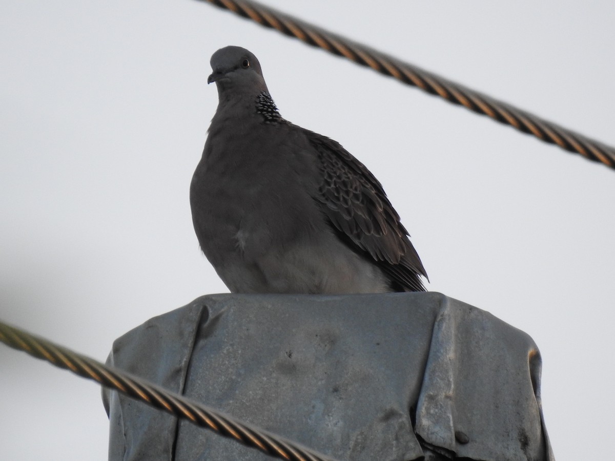 Spotted Dove - ML617865493
