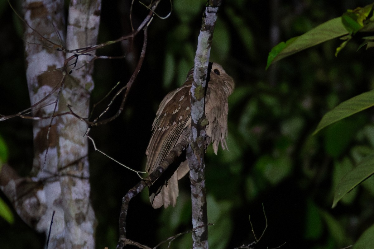 Large Frogmouth - ML617865496