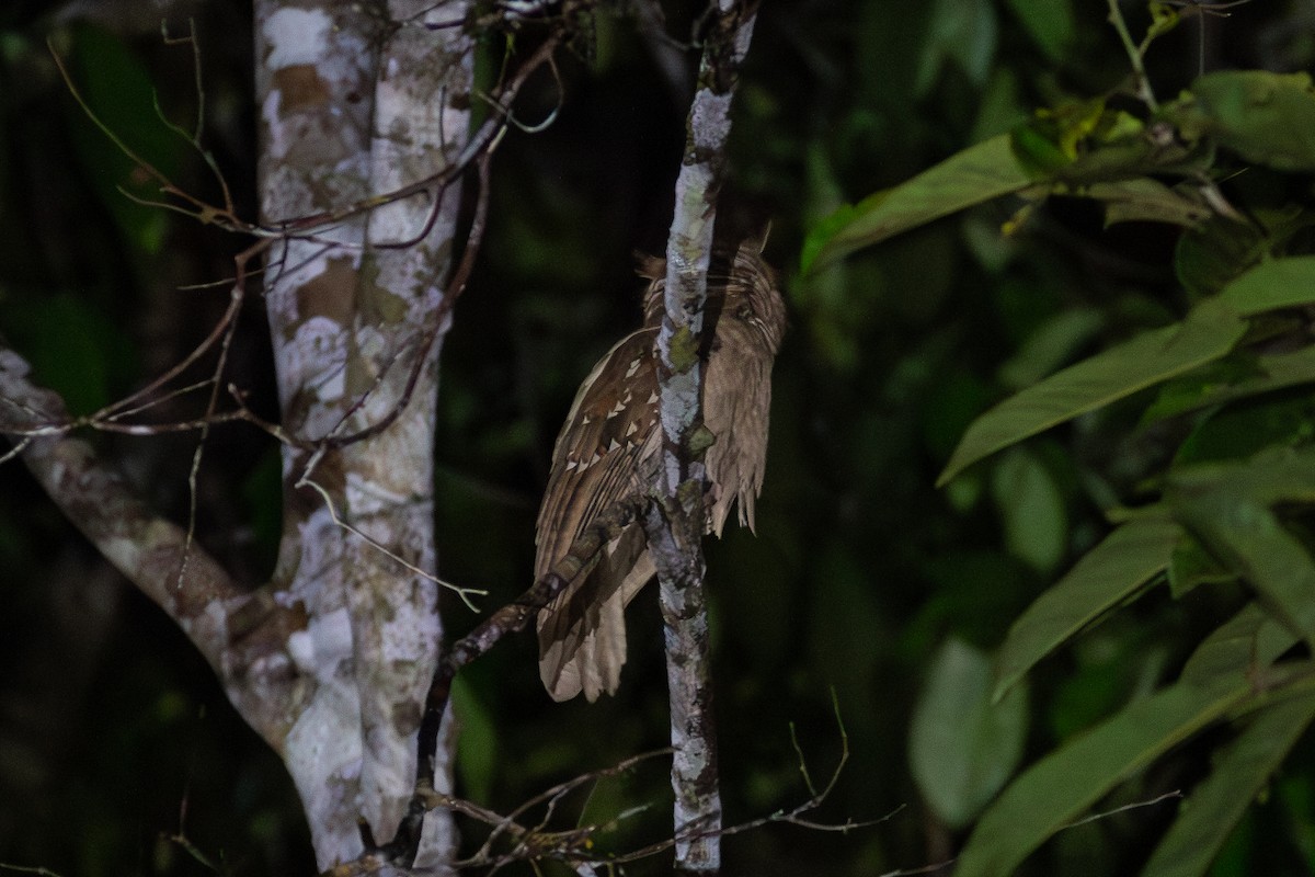 Large Frogmouth - ML617865497