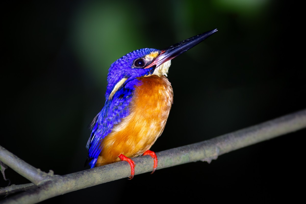 Blue-eared Kingfisher - ML617865510