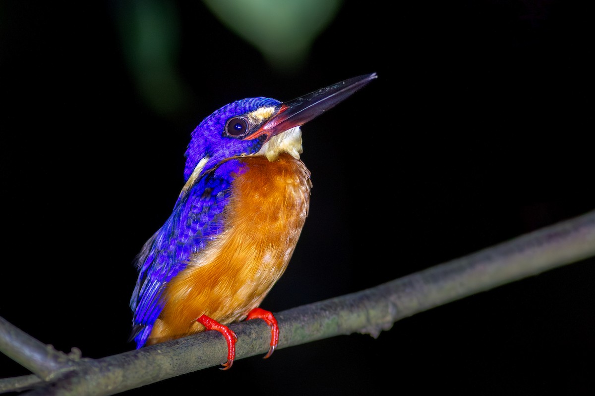 Blue-eared Kingfisher - ML617865511