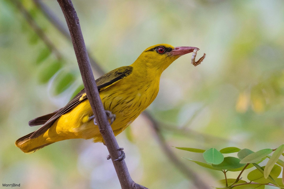 Indian Golden Oriole - ML617865518