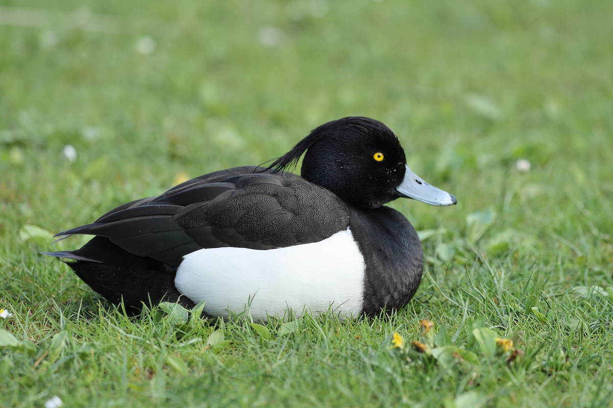 Tufted Duck - ML617865531