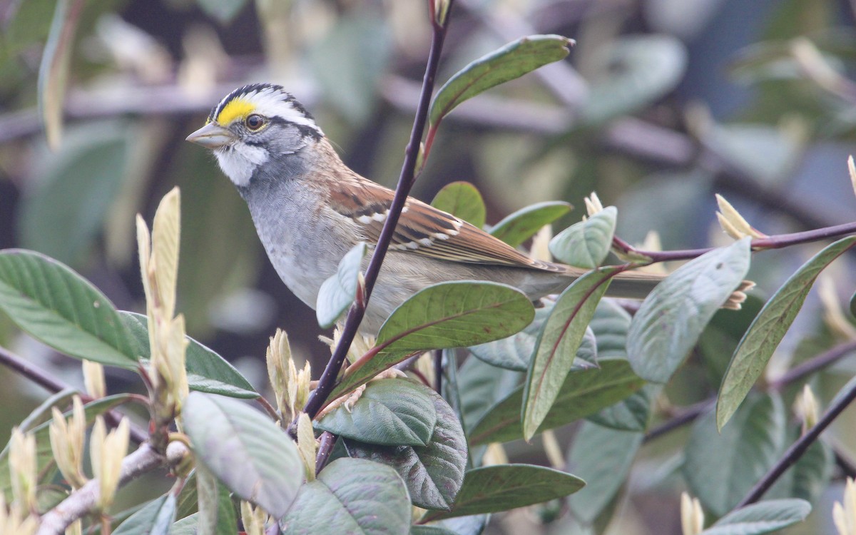 White-throated Sparrow - Jonny Sperling