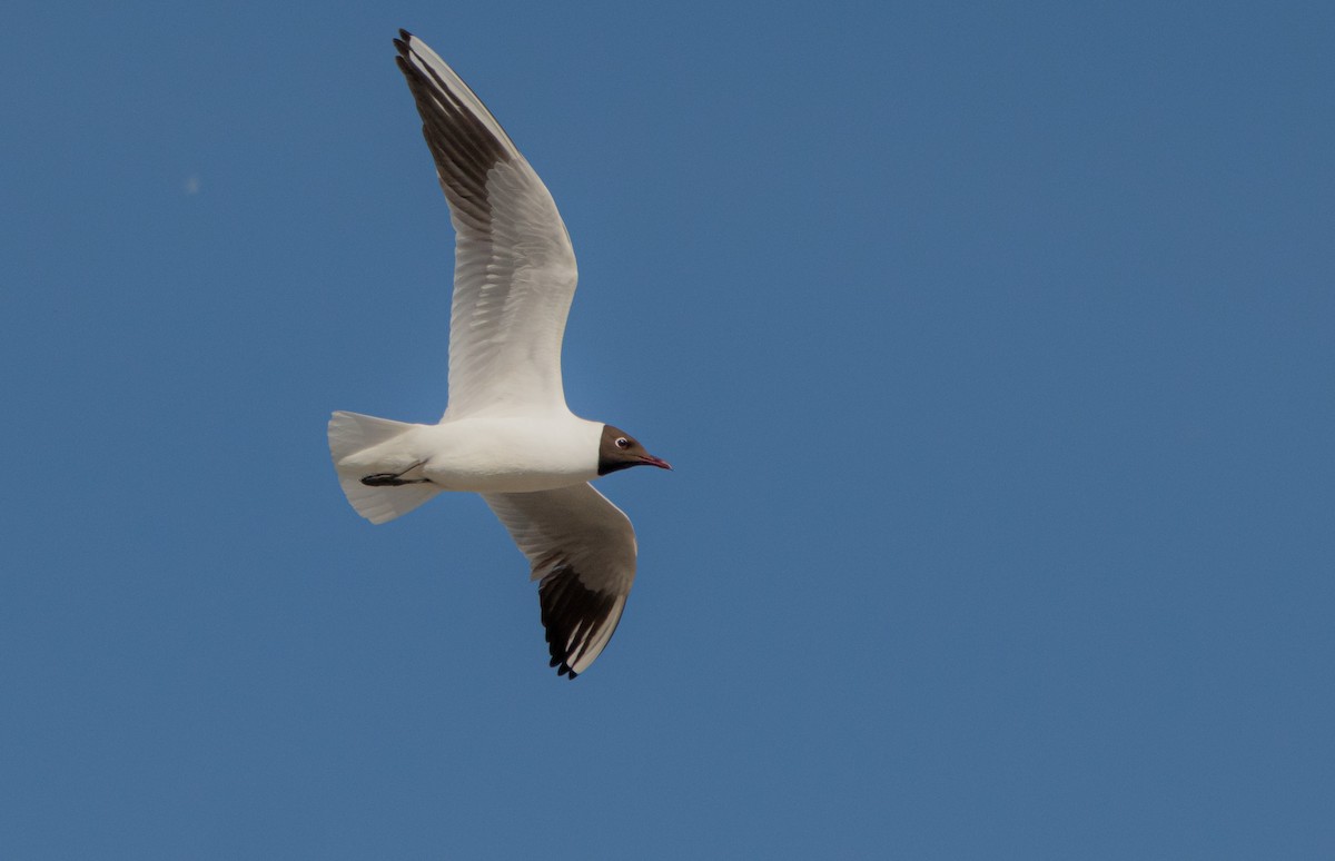 Mouette rieuse - ML617865551
